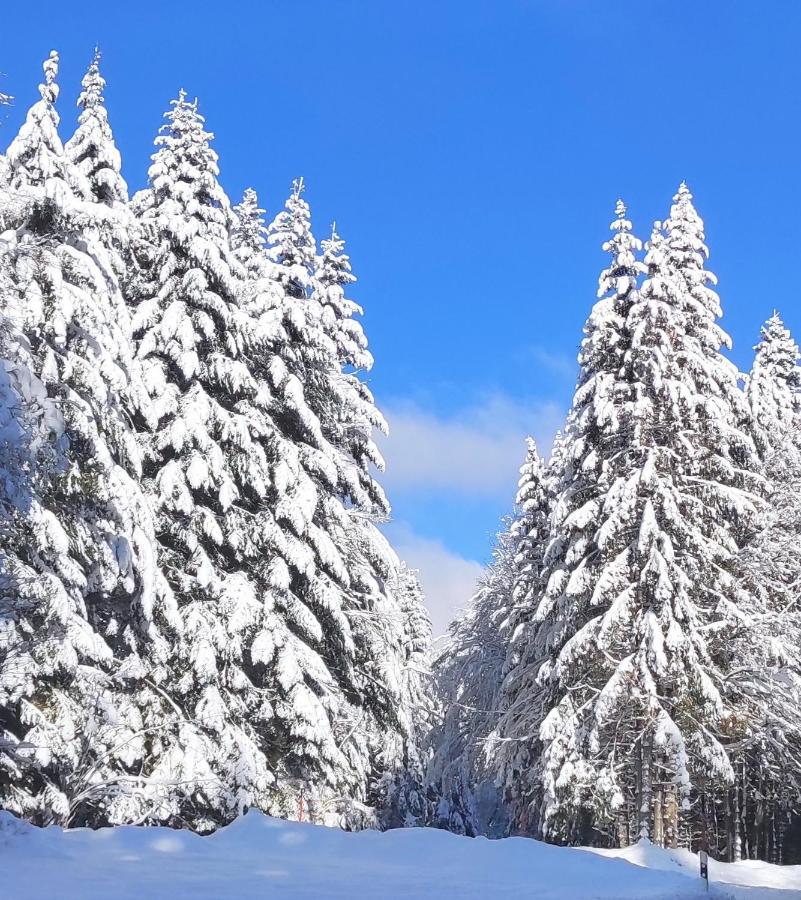 Ferienwohnung Vogelnest Im Schwarzwald ไบเออร์สบรอนน์ ภายนอก รูปภาพ